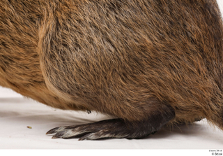 Nutria foot 0029.jpg